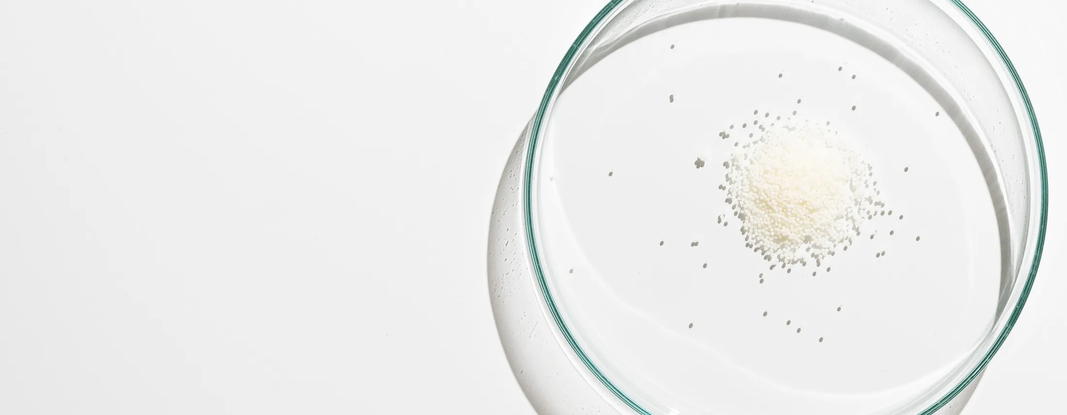 Microencapsulated probiotic powder in a petri dish