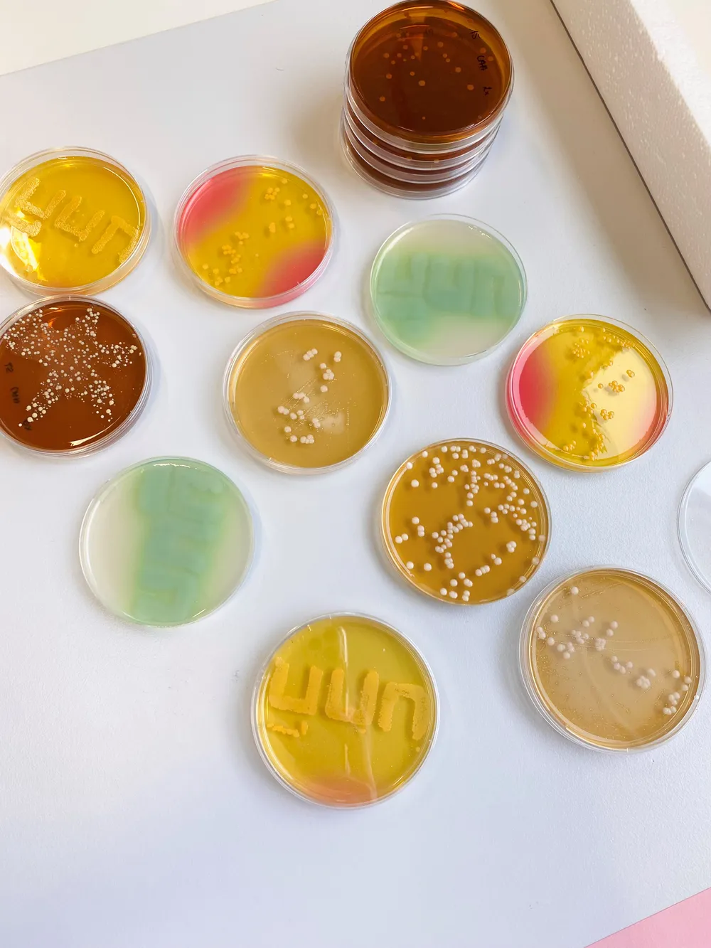 Agar plates with YUN lactobacilli grown into the YUN wordmark