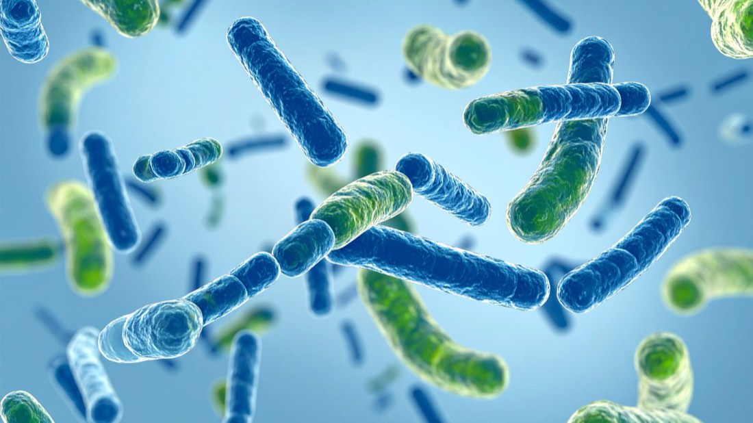 Probiotic bacteria rendered under magnification